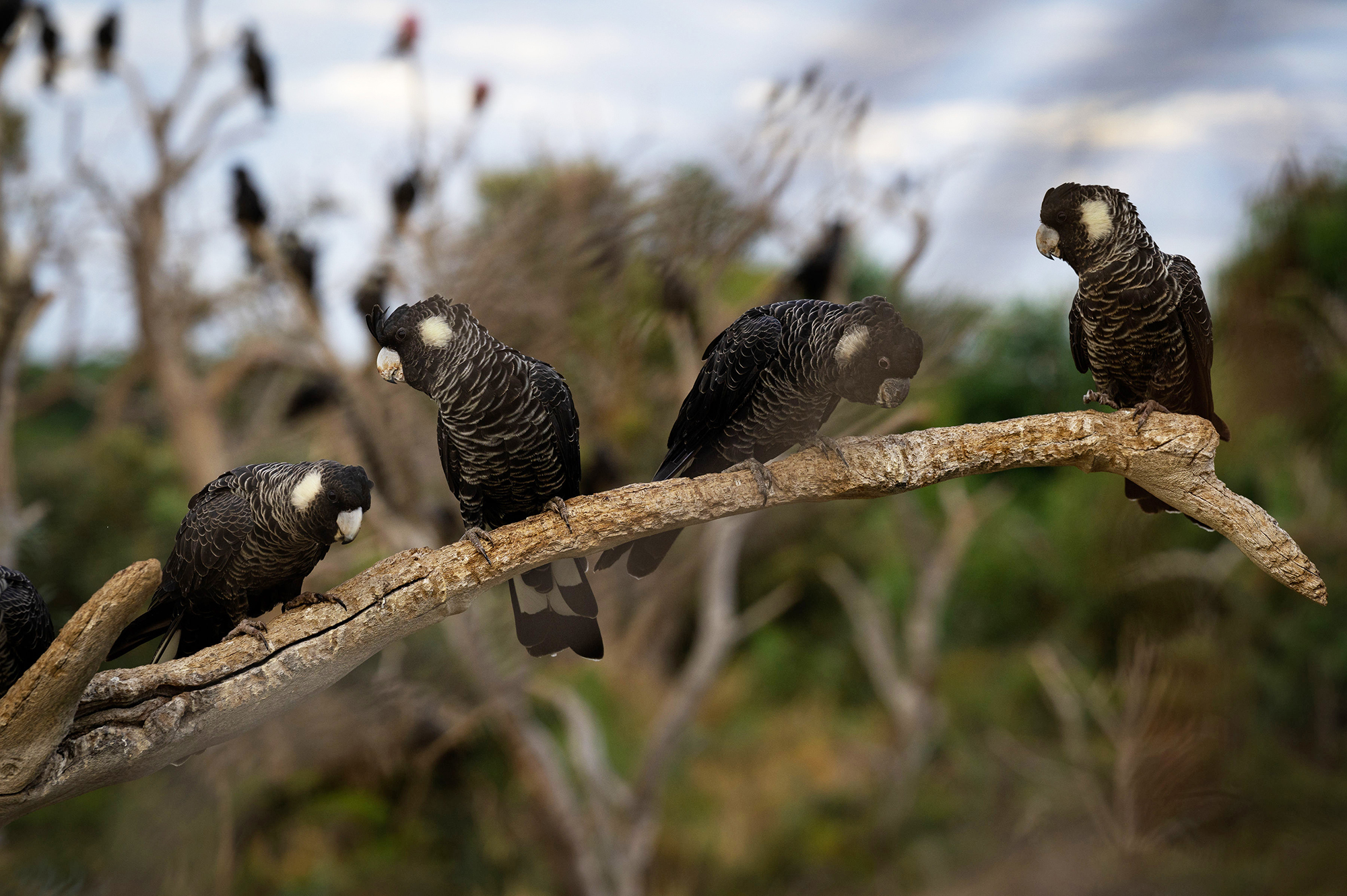 Photo of Carnaby's Black Cockatoos on branch