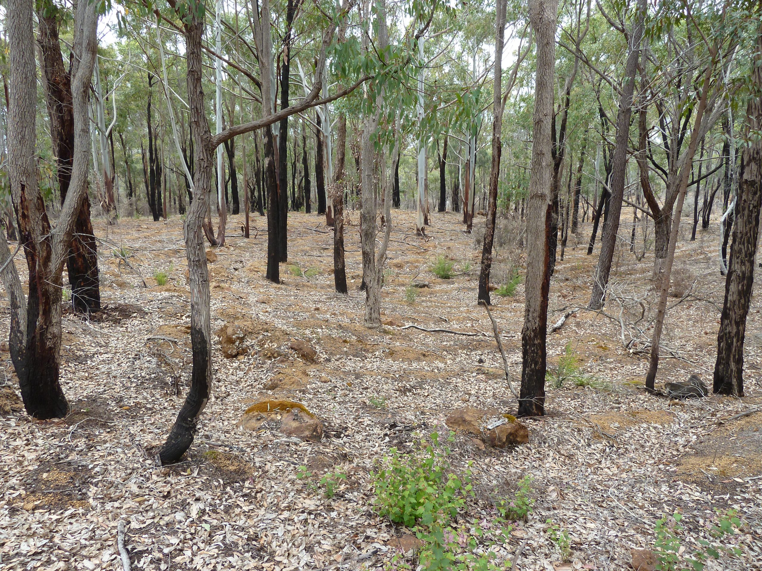 Rehab_Jarrahdale_1 year after prescribed burn_NC A rehabilitated Jarrah forest in Jarrahdale