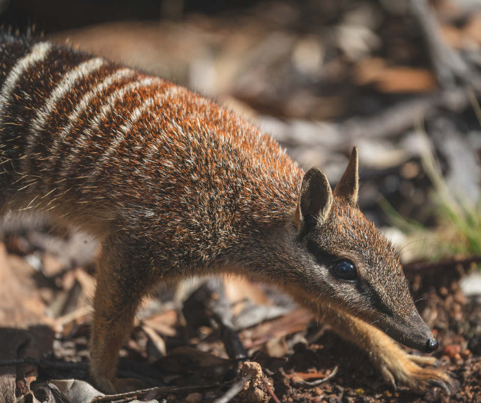 Numbat