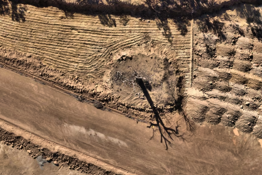 A dead jarrah tree surrounded by an expanse of mining, seen from above.