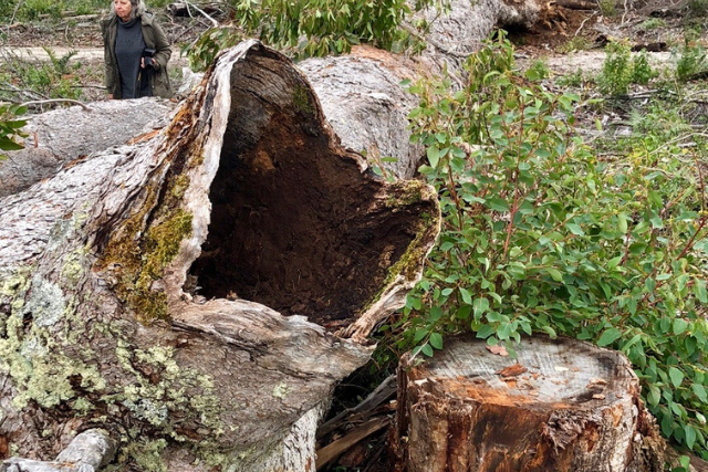 A large hollow in a Marri tree that has been cut down.