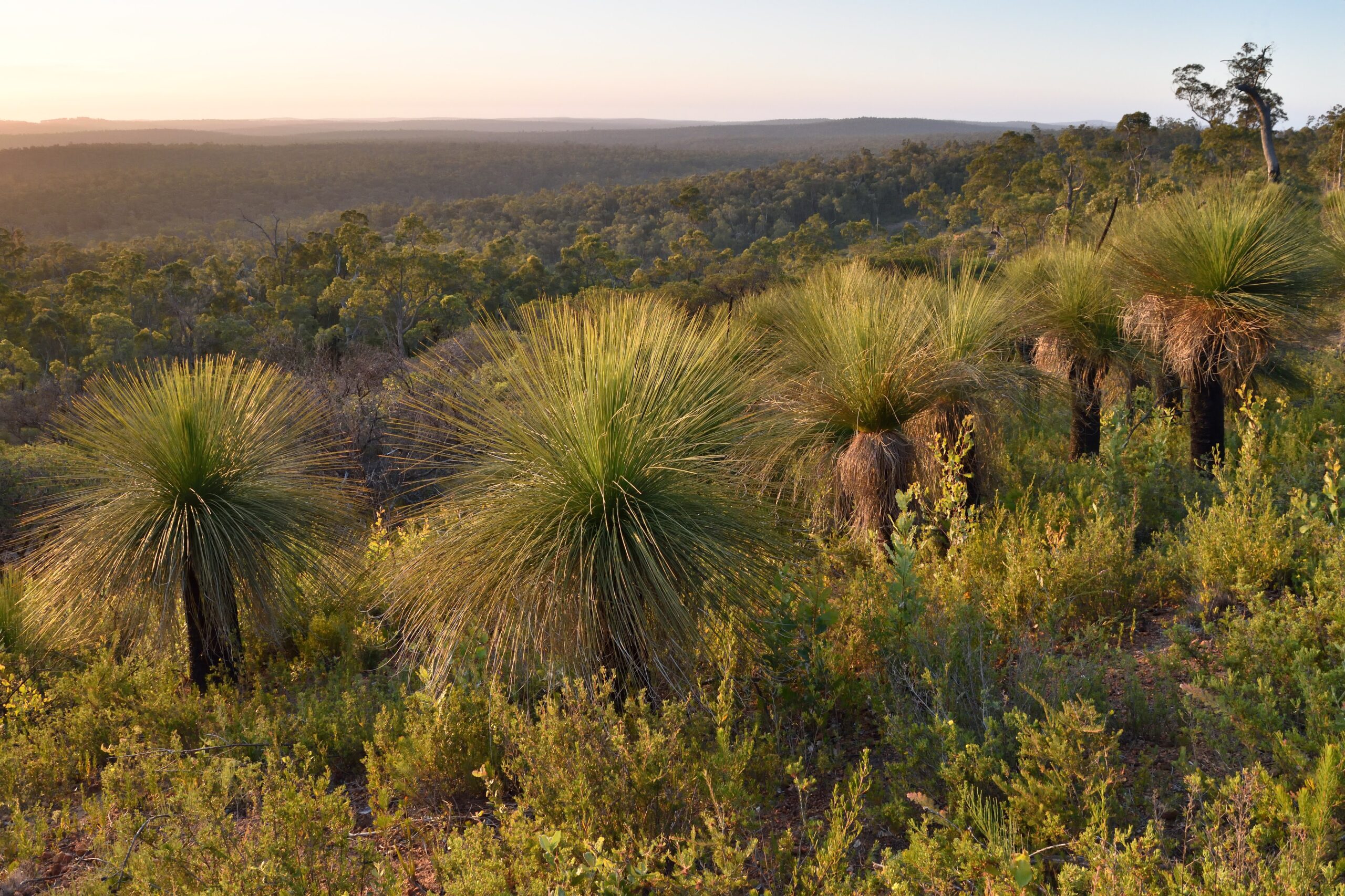 Looking out over the Northern Jarrah Forest