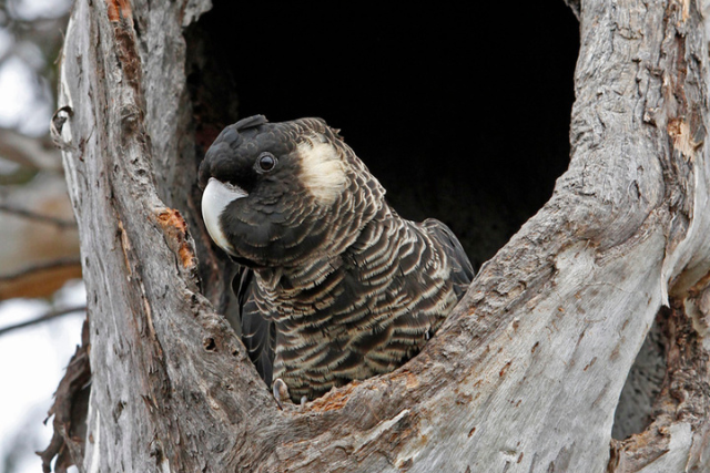 A Carnaby's Black Cockatoo inside a nesting hollow. 