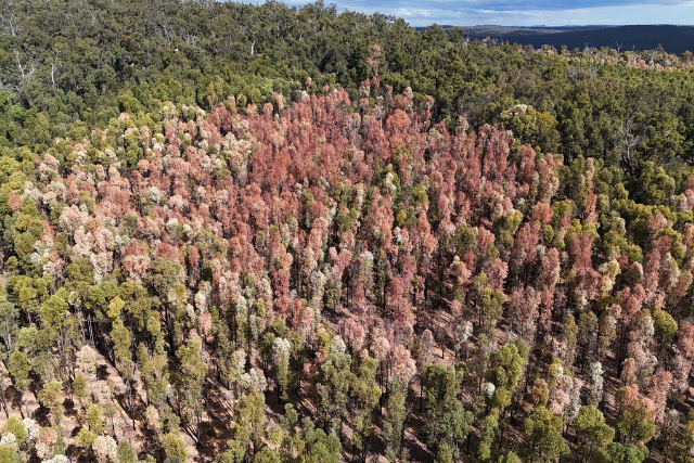 A large area of dead trees in the Northern Jarrah Forest, collapse caused by hot, dry weather