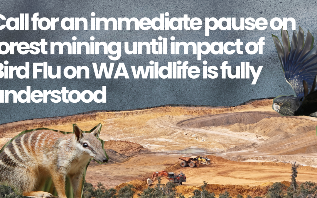 White text on a grey blue background reads "Call for an immediate pause on forest mining until impact of Bird Flu on WA wildlife is fully understood". A cutout of a numbat and a black cockatoo are in the corners overlaid on an image of forest mining destruction.